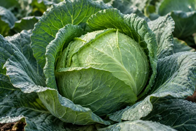 Простые продукты на каждый день
