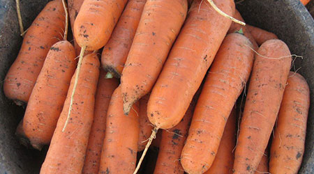 Морковь тупоносая